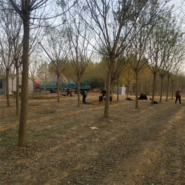 河北国槐培育基地 国槐适应能力强 园林绿化常用树木国槐 欢迎咨询