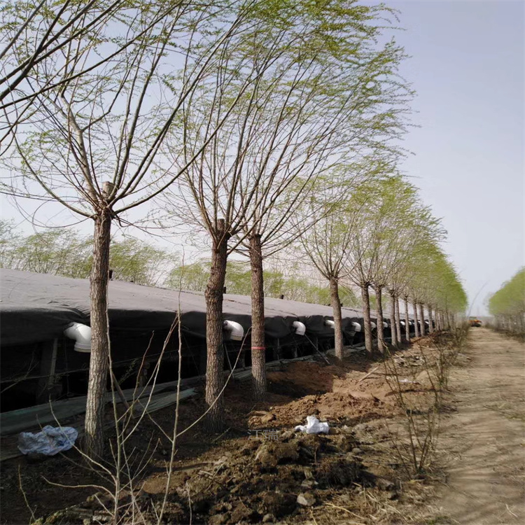 景区绿化常用柳树批发 水边种植垂柳基地 规格齐全 形态多样 江瑞