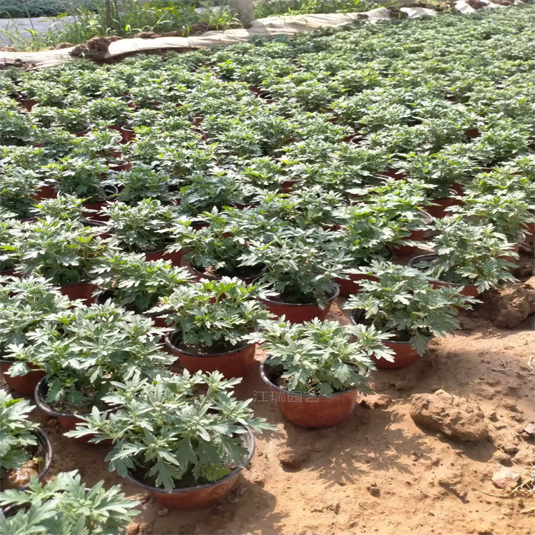 国庆节大量上市国庆菊 国庆菊道路景区绿化 国庆菊花径种植花卉