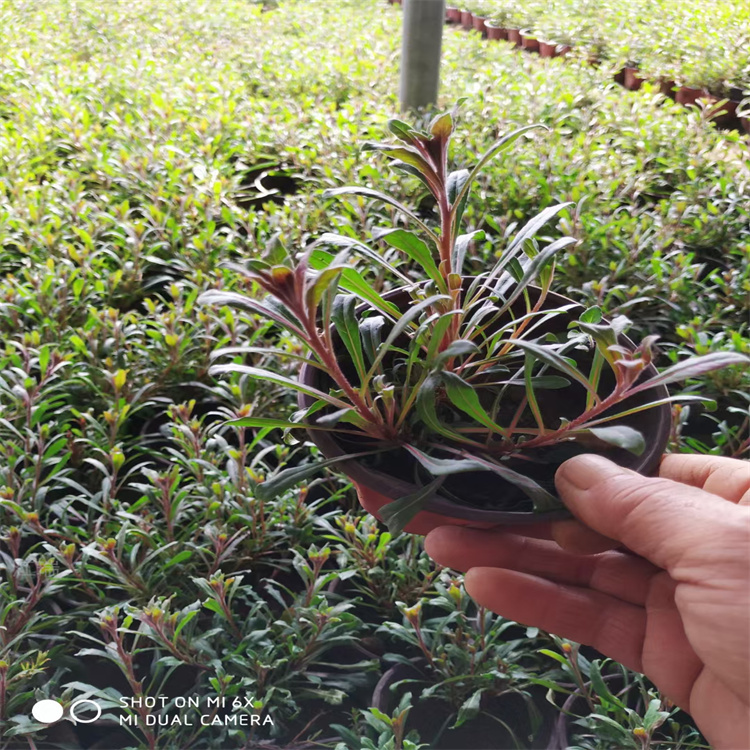 河南山桃草种植地销售 千鸟花花境观赏花卉 景区种植常用花卉山桃草 江瑞