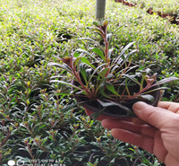河南山桃草种植地销售 千鸟花花境观赏花卉 景区种植常用花卉山桃草 江瑞