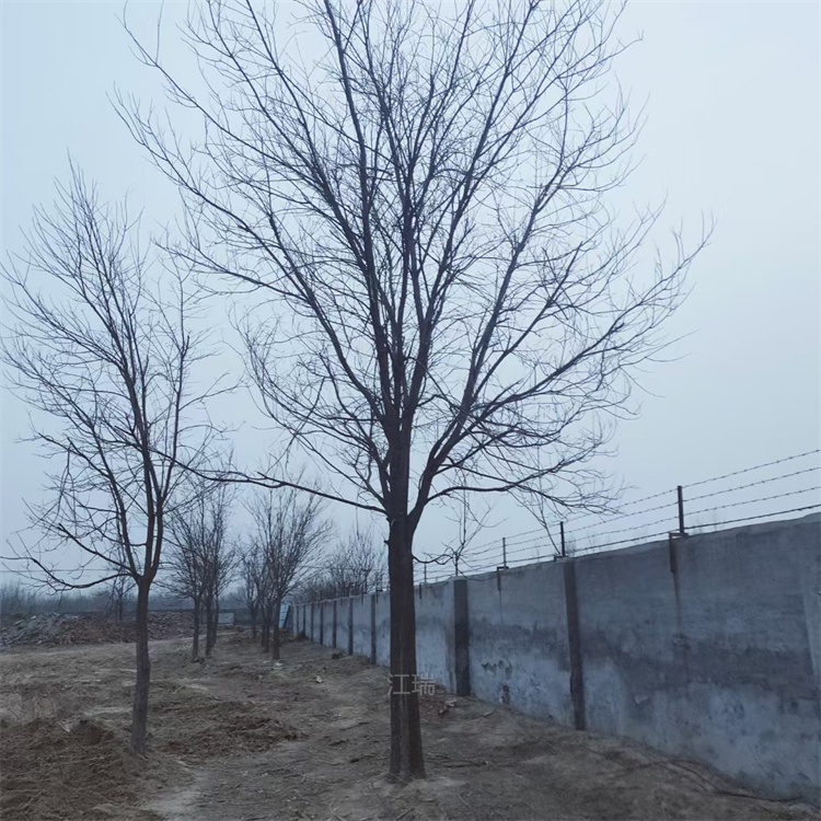 山东国槐种植基地 国槐公园绿化行道树 国槐土球发货 江瑞园艺