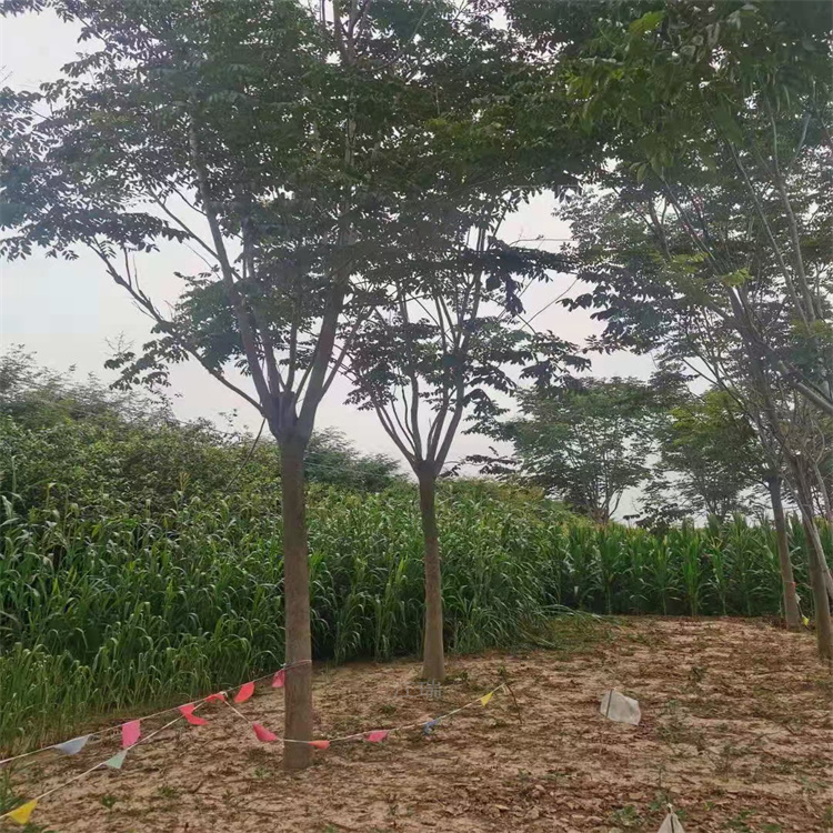 河南栾树批发价格 栾树景区常用绿化树木 栾树常年供应 适应能力强 欢迎咨询