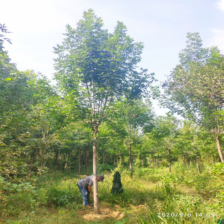 河南白蜡绿化树木基地 白蜡景区绿化常用 丛生白蜡树形优美 适应能力强