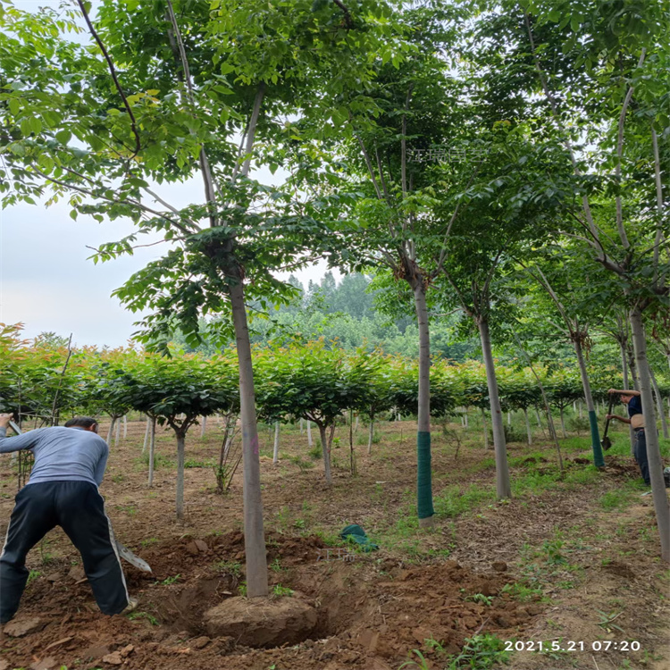 栾树绿化行道树 山东栾树路旁绿化常用树木 栾树种植基地欢迎你 江瑞