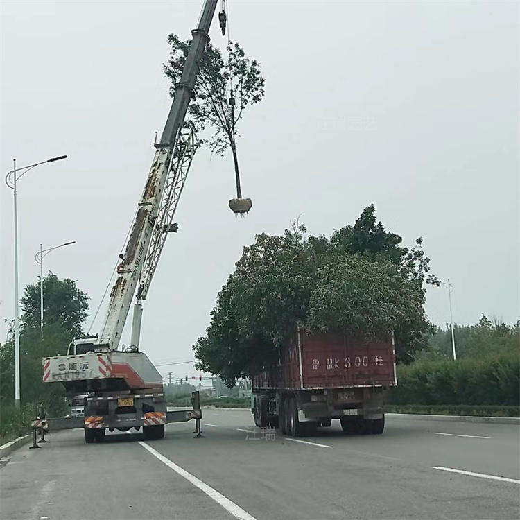 山东白蜡培育基地 金叶白蜡各种规格 白蜡绿化行道树 白蜡小区绿化常用树木 江瑞