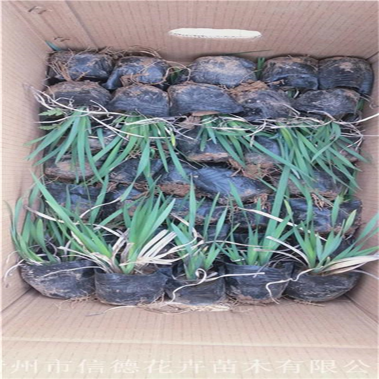 河南蛇鞭菊种植地销售 蛇鞭菊适应能力强 蛇鞭菊花境观赏花卉 欢迎致电咨询
