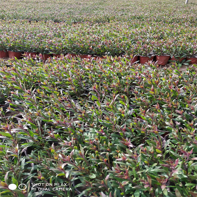 花坛种植花卉山桃草 适应能力强 公园绿化千鸟花出售 江瑞园艺山桃草成品苗直供