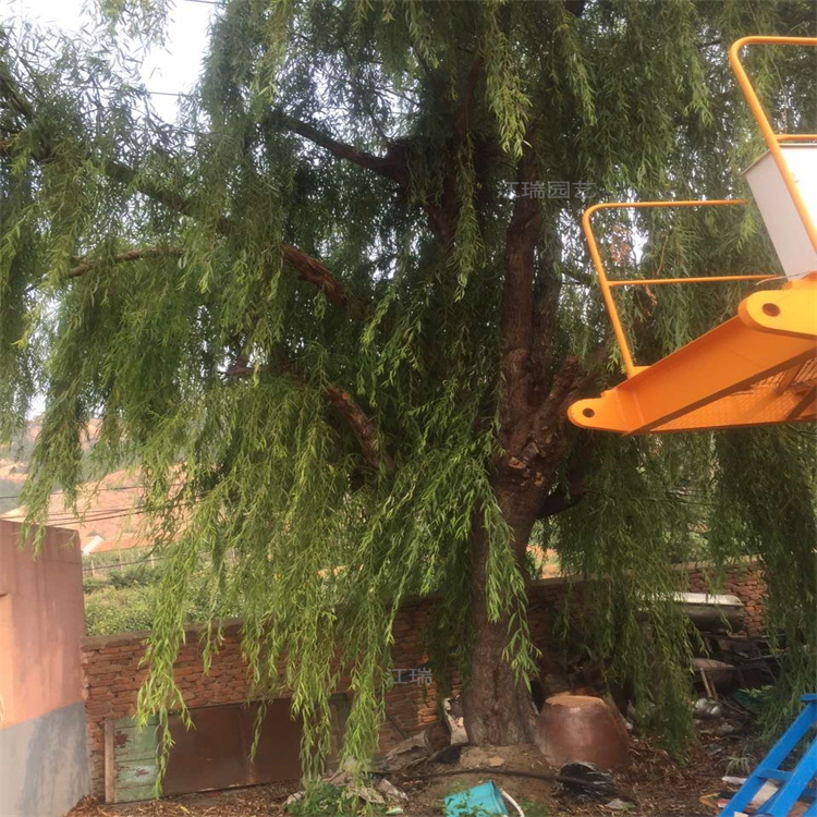 山东柳树河提绿化树木 垂柳种植基地 柳树规格齐全 江瑞园艺直批