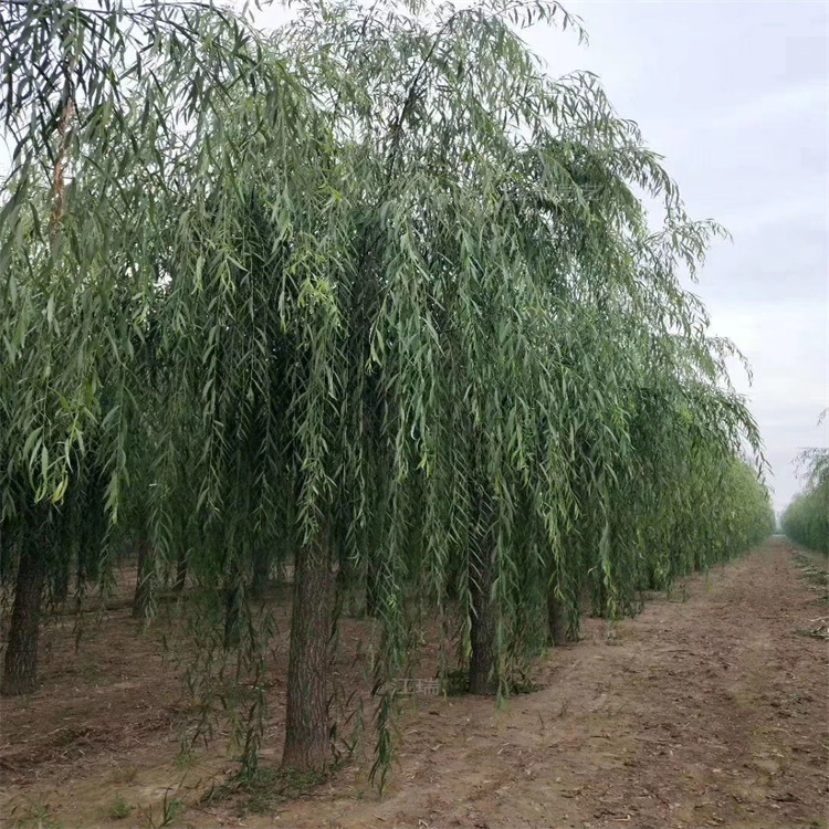 河南柳树批发基地 小区绿化柳树 路旁绿化常用树木垂柳 欢迎致电咨询江瑞