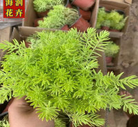 金叶佛甲草 批发佛甲草小苗 屋顶绿化佛甲草工程苗 青州海润花卉