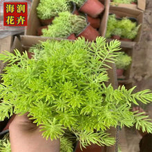 金叶佛甲草 批发佛甲草小苗 屋顶绿化佛甲草工程苗 青州海润花卉