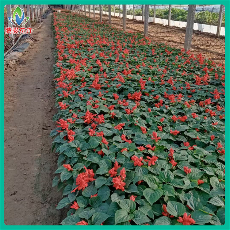 节日观赏用一串红盆栽 有花苞 多年生草本庭院一串红