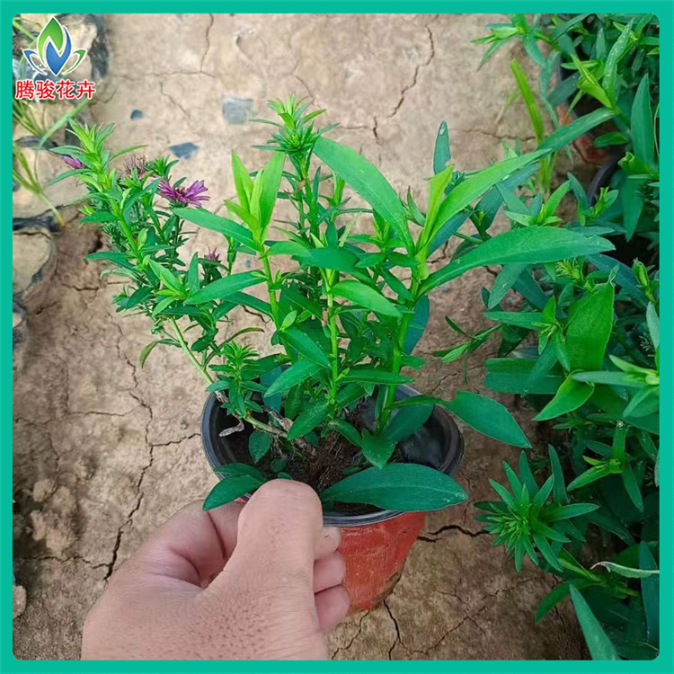 荷兰菊 多年生宿根草本花卉 腾骏荷兰菊小苗供应