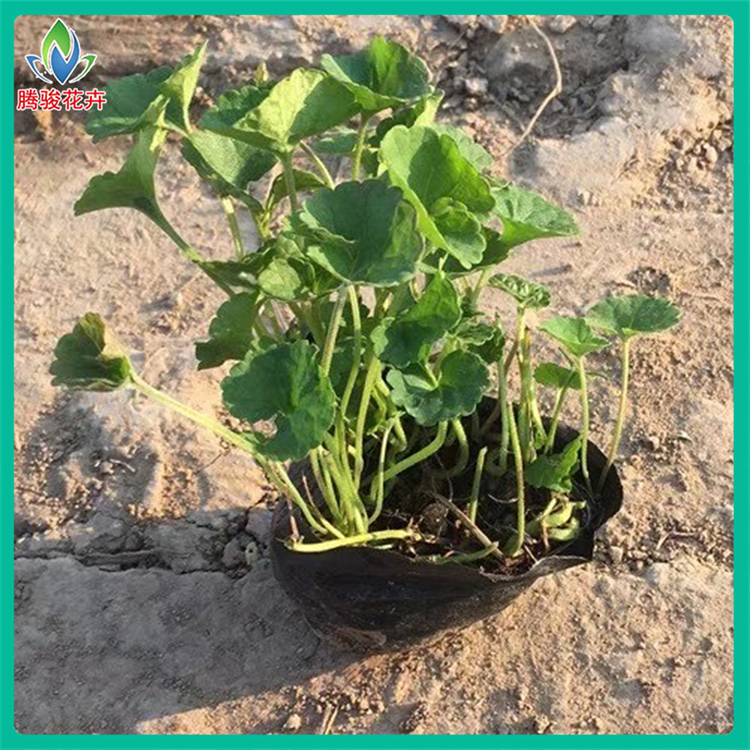 连钱草别称活血丹 多年生草本苗木 连钱草种苗