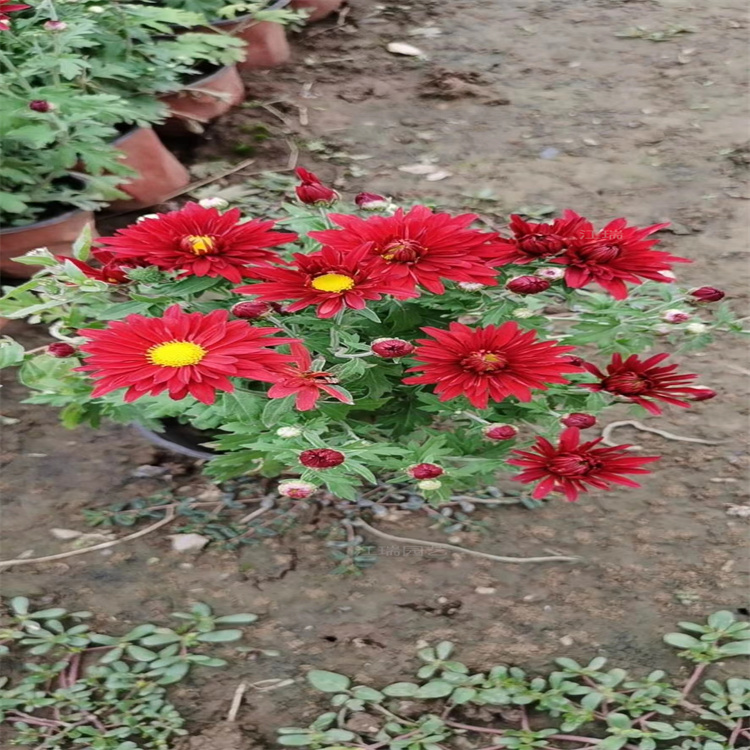 花箱种植花卉国庆菊大量上市 国庆菊广场摆放花卉 河南国庆菊基地直批