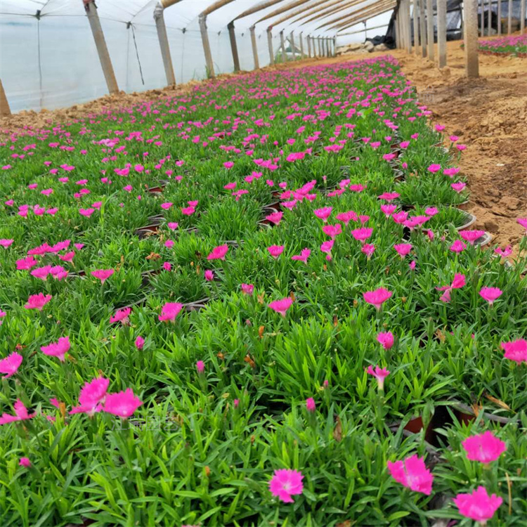 欧石竹别墅庭院种植花卉 道路绿化花卉 欧石竹规格齐全 欢迎来电咨询