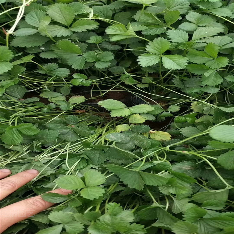 蛇莓种植地销售 蛇莓公园绿化花卉 蛇莓种子批发 夏杰花卉