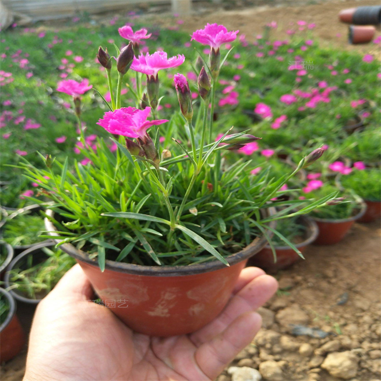 河南欧石竹粉贝绿化花卉 欧石竹路旁花径绿化花卉 欧石竹质优价廉 夏杰花卉