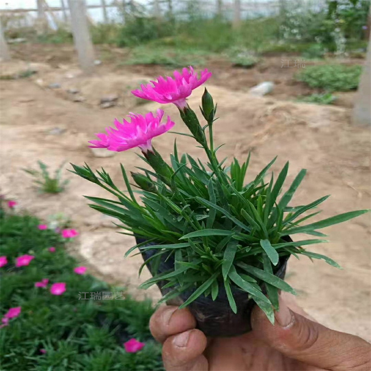 欧石竹小区花境绿化花卉 地被花卉欧石竹基地 欧石竹花海景观系列花卉 夏杰花卉