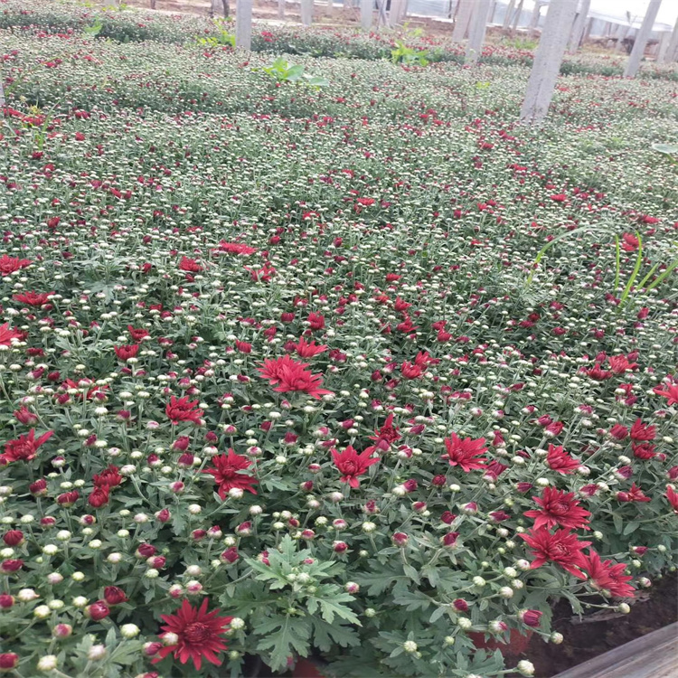造型菊花公园绿化摆放 河北国庆菊市政绿化花卉 国庆菊大型供应商 夏杰花卉