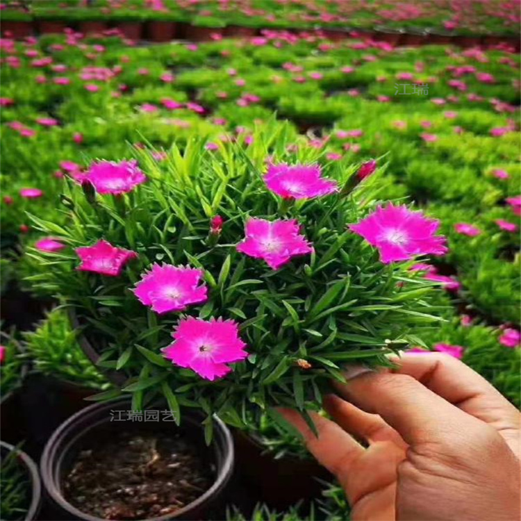 浙江欧石竹庭院草坪花卉 欧石竹好养活易管理 欧石竹园林绿化常用花卉