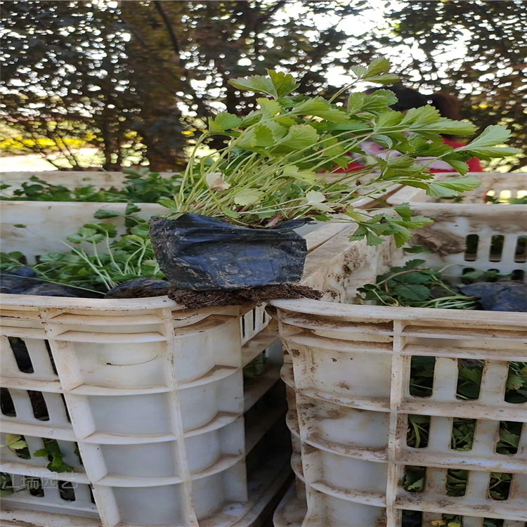 河南蛇莓成品苗基地 蛇莓农户价格 蛇莓景区绿化常用 夏杰花卉直批