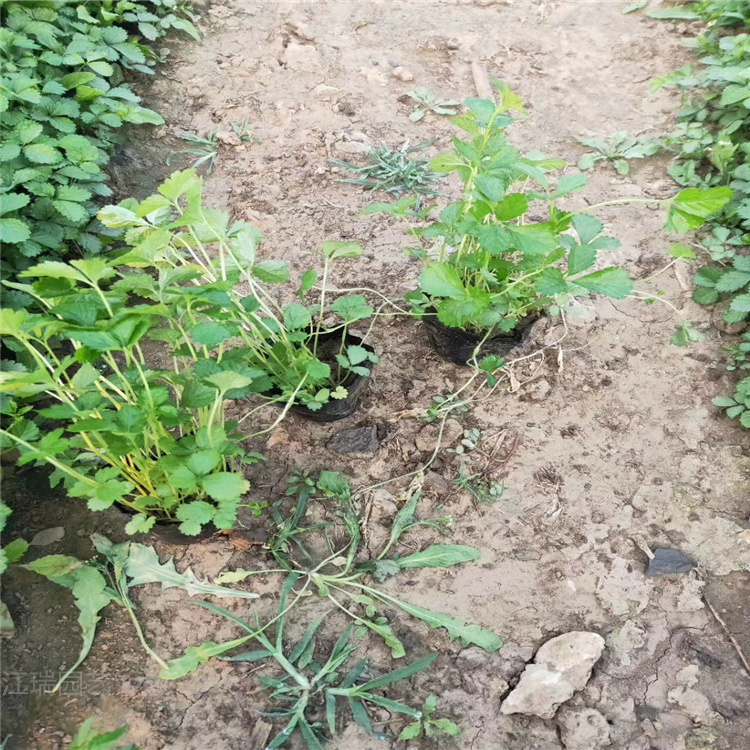 山东蛇莓质优价廉 花坛种植花卉蛇莓 蛇莓适应能力强 欢迎咨询