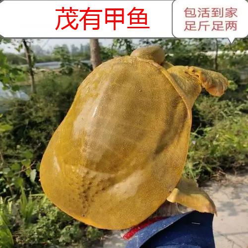 安徽甲鱼批发基地 黄甲鱼批发厂家  甲鱼批发价格