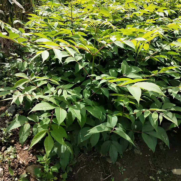 黄菠萝苗 黄柏苗批发价格 一年生黄柏苗供应 成活率高