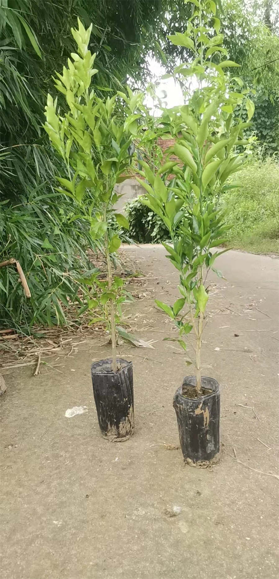 重庆无核沃柑苗供应基地 小春柑橘苗苗木 爱媛38号柑橘苗价格小春柑橘苗苗木 爱媛38号柑橘苗价格
