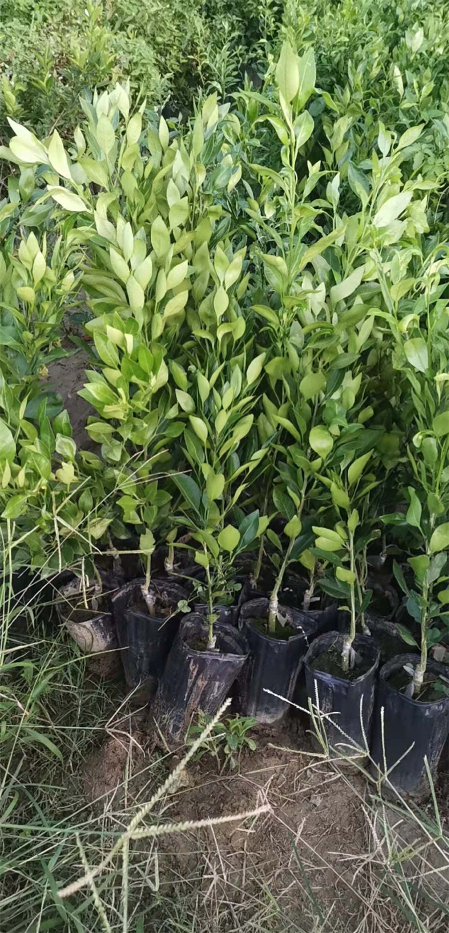  成都基地供应柑橘苗批发报价 春见柑橘苗生产商 宽皮柑橘苗价格 春见柑橘苗生产商 宽皮柑橘苗价格