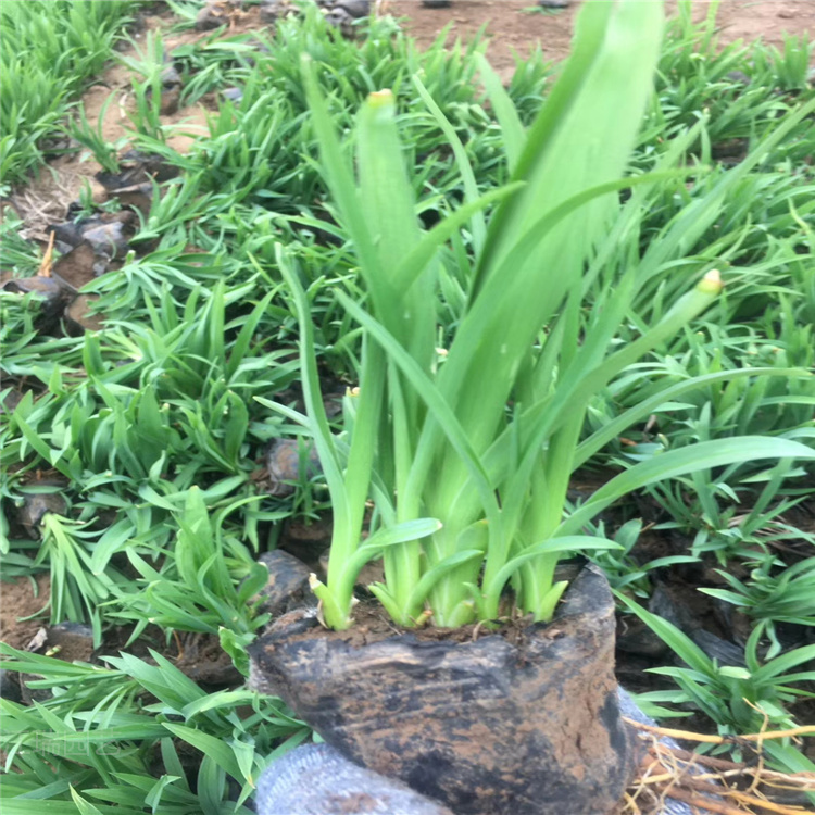 河北红运萱草以栽培 鸿运萱草种植地销售 鸿运萱草路旁种植花卉 欢迎咨询