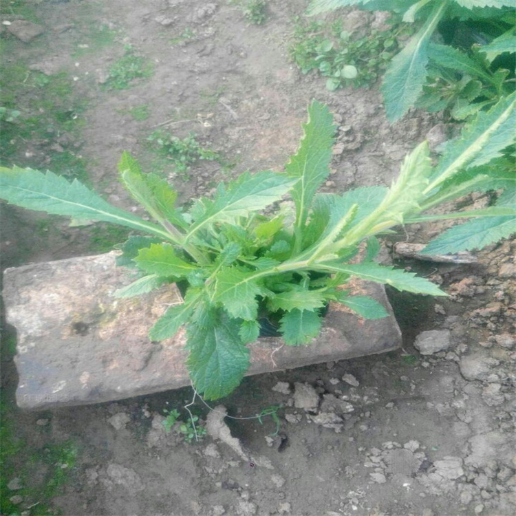 河南马鞭草花海种子花卉 柳叶马鞭草路旁绿化花卉 马鞭草成活高 养护成本低