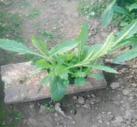 河南马鞭草花海种子花卉 柳叶马鞭草路旁绿化花卉 马鞭草成活高 养护成本低