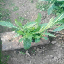 河南马鞭草花海种子花卉 柳叶马鞭草路旁绿化花卉 马鞭草成活高 养护成本低