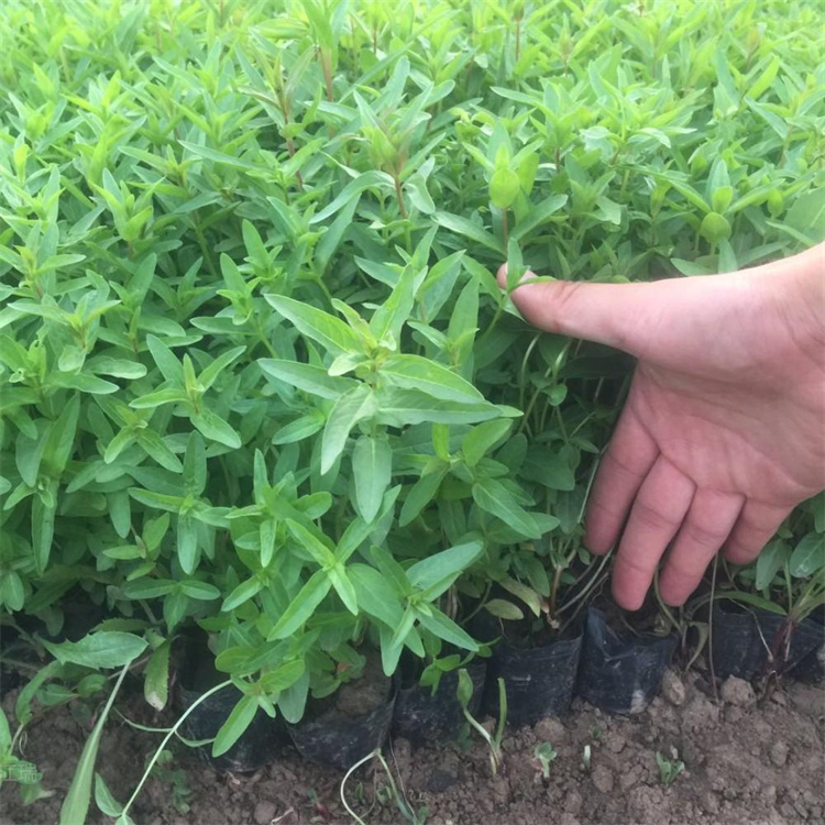 河南千屈菜常年出售 千屈菜河道绿化 千屈菜大型供应商 江瑞