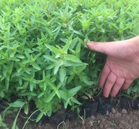 河南千屈菜常年出售 千屈菜河道绿化 千屈菜大型供应商 江瑞