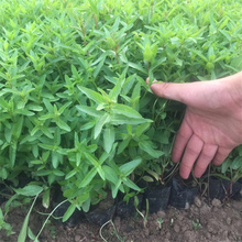 河南千屈菜常年出售 千屈菜河道绿化 千屈菜大型供应商 江瑞