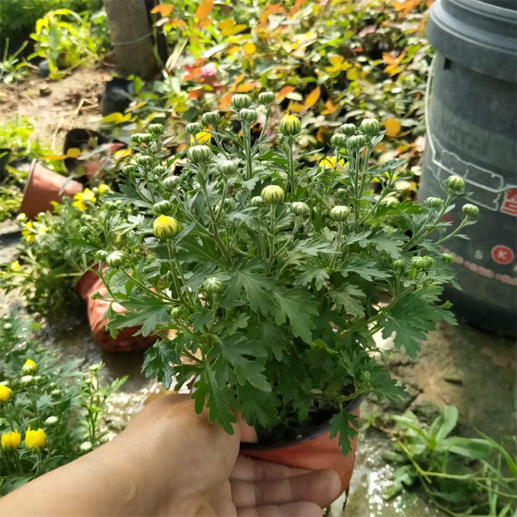全意花卉 国庆菊盆栽 粉花国庆菊苗 带花苞