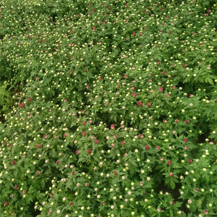 60大盆菊花 青州国庆菊种植培育基地 全意 国庆菊盆栽