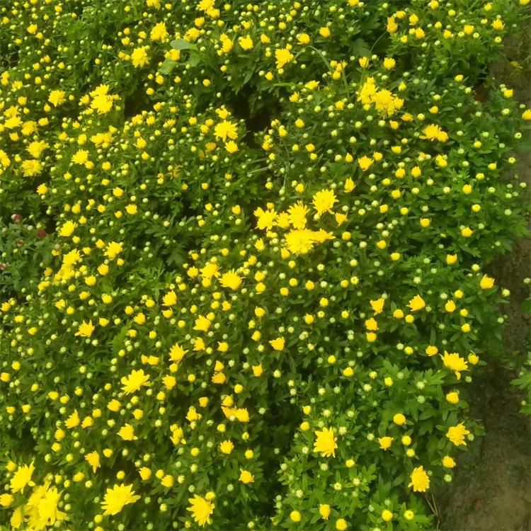 九月菊花 全意国庆菊 菊花造型 喜迎国庆租摆花卉