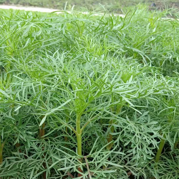 波斯菊盆栽销售 盆栽波斯菊批发价格 多年生草本