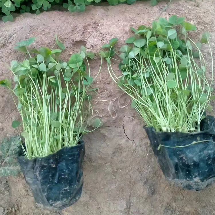 山东白三叶盆栽种植基地 白三叶营养盆栽批发 量大价优