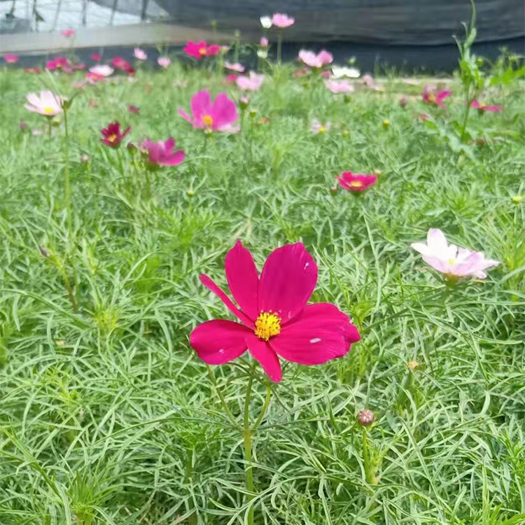波斯菊小苗 秋英小苗发售 轩琪秋英种植基地 欢迎选购
