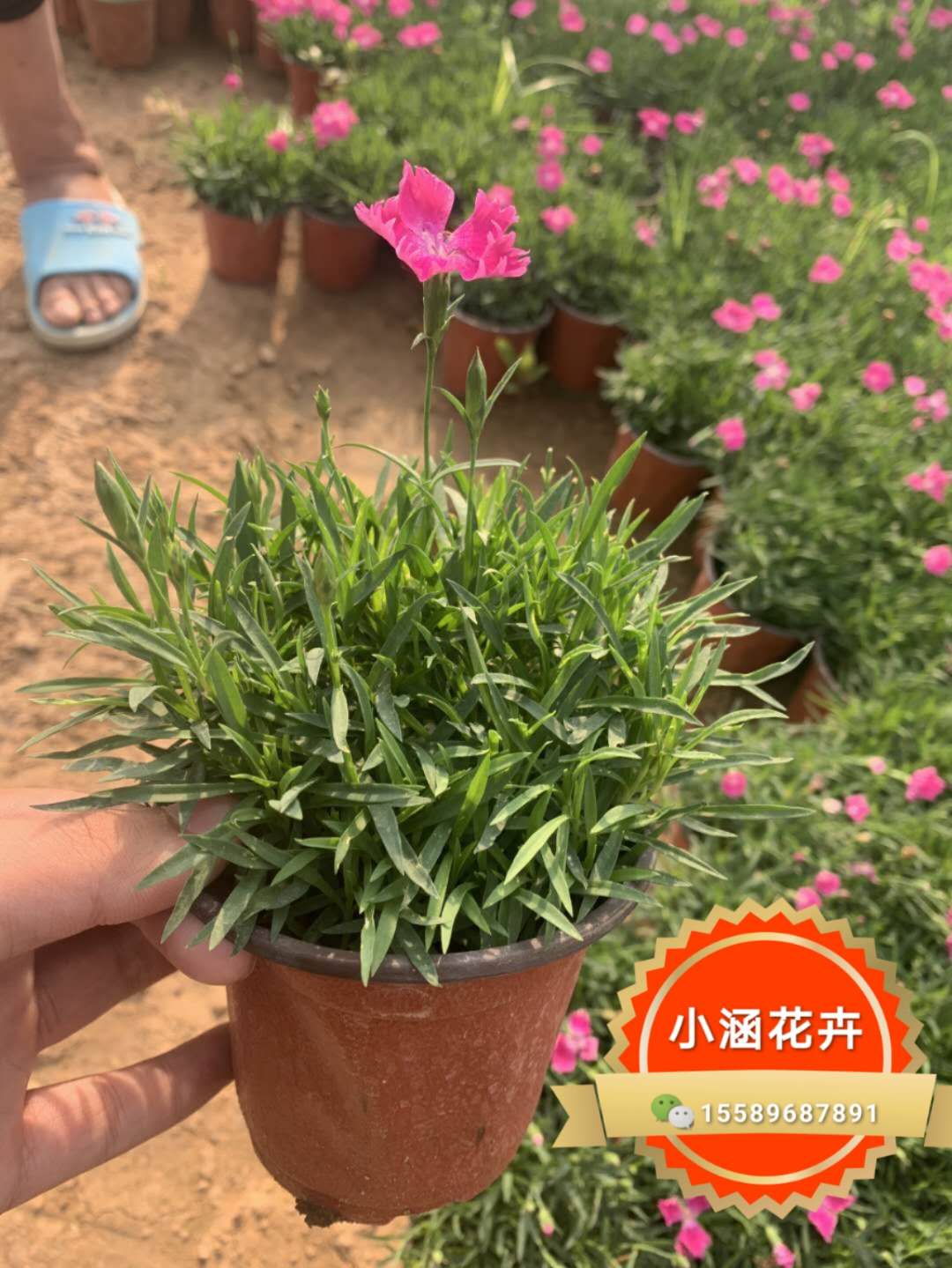 欧石竹