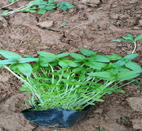 河南千屈菜水边绿化花卉 千屈菜种子批发 千屈菜质优价廉 欢迎咨询