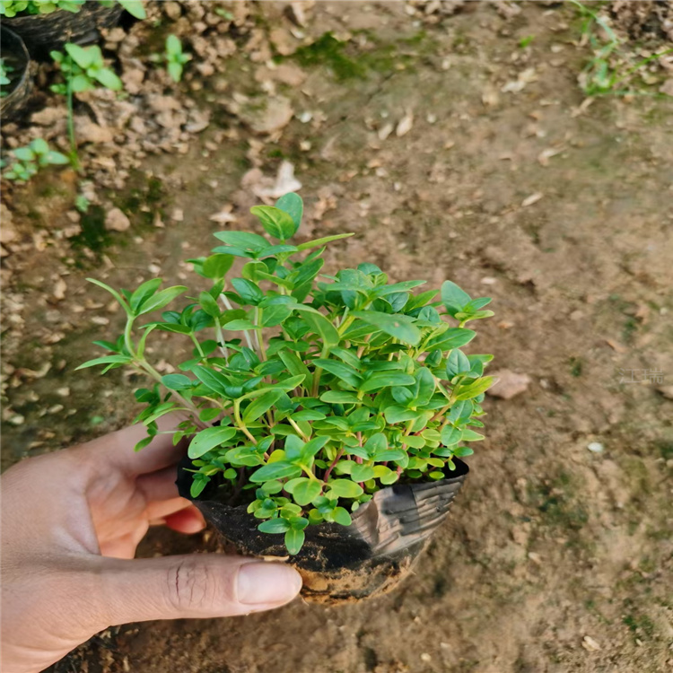 河北千屈菜水体绿化花卉 千屈菜大型种植基地 千屈菜河道清淤 夏杰花卉