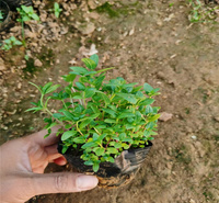 河北千屈菜水体绿化花卉 千屈菜大型种植基地 千屈菜河道清淤 夏杰花卉