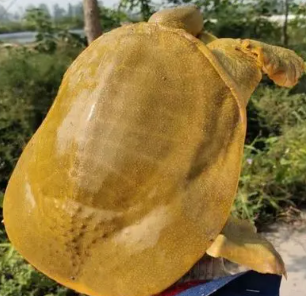 黄甲鱼苗外塘放养易存活体养殖童子鳖王八包活
